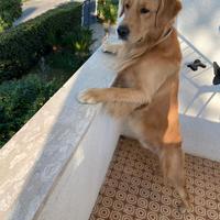 Golden Retriever maschio per accoppiamento