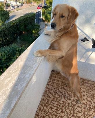 Golden Retriever maschio per accoppiamento