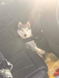 Siberian Husky per monta