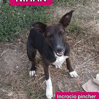 Nihan taglia media contenuta