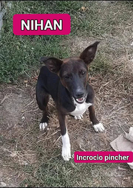 Nihan taglia media contenuta