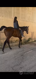 Cavallo
