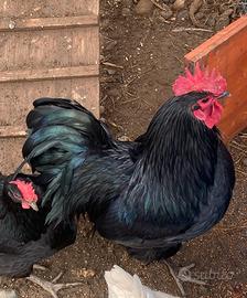 Gallo Australorp