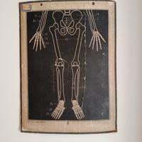 Tavola didattica anatomica vintage 
