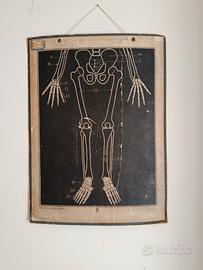 Tavola didattica anatomica vintage 