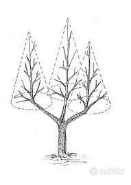 potatura ulivi e giardinaggio