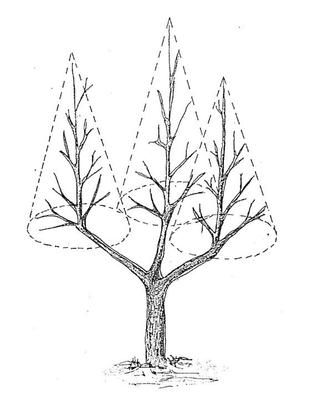 potatura ulivi e giardinaggio