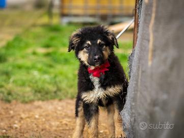 Cucciole di golden retriever e pastore tedesco