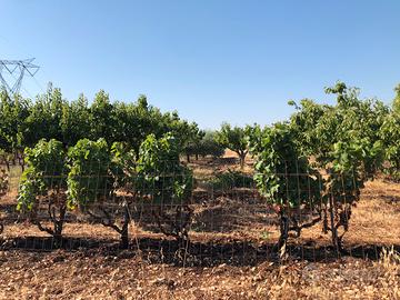 Terreno agricolo