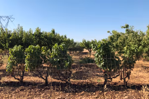 Terreno agricolo