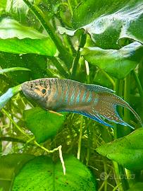 Macropodus opercularis