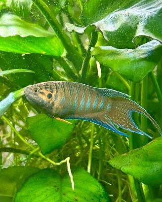 Macropodus opercularis