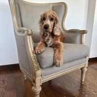 Rara coppia Bergère Luigi XVI