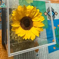 Girasole gigante stabilizzato, marca Pap ion