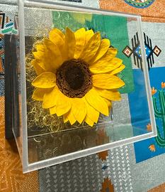 Girasole gigante stabilizzato, marca Pap ion