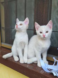 Animali gatto Scottish mix