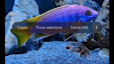 Pseudotropheus acei Luwala