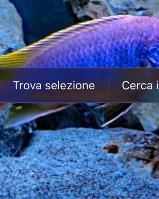 Pseudotropheus acei Luwala