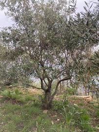 Piante di Ulivo