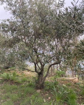 Piante di Ulivo