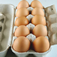 0,40 Gallina Ovaiola Misura Grande