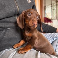 Bassotto nano chocolate