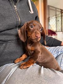 Bassotto nano chocolate