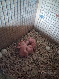 Parrocchetti dal collare