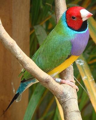 Canarini e Diamanti di gould
