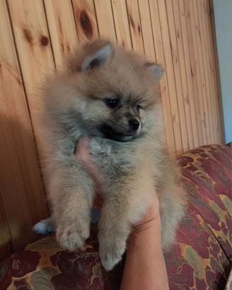 cucciolo spitz tedesco