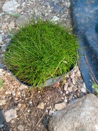 Eleocharis acicularis - pianta acquatica palustre
