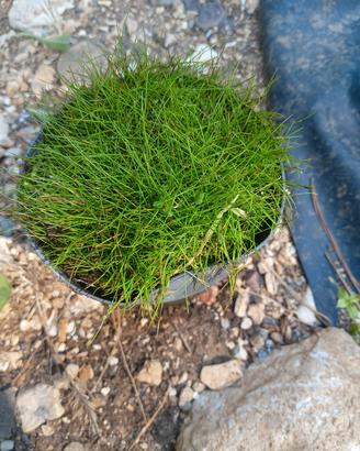Eleocharis acicularis - pianta acquatica palustre
