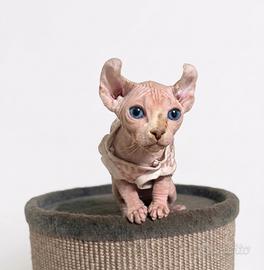 Sphynx elf
