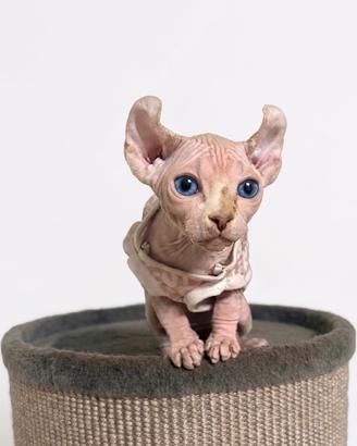 Sphynx elf