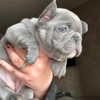 Bulldog francese