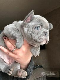 Bulldog francese