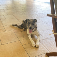 Hailey incrocio cane Amstaff