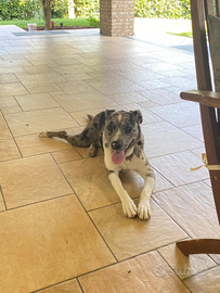 Hailey incrocio cane Amstaff