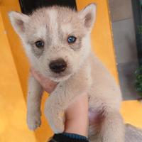 Siberian husky
