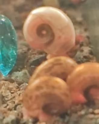 Lumache d'acqua dolce planobarius