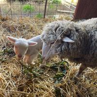 Pecora merinos con agnello
