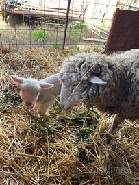 Pecora merinos con agnello