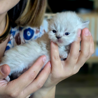 Cuccioli gatto persiano chinchillà
