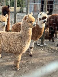Alpaca per agriturismi