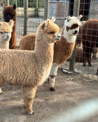 Alpaca per agriturismi