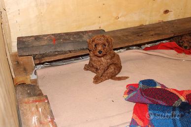 Barboncino toy red