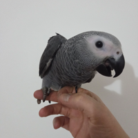 Pappagallo Cenerino coda rossa taglia doppia