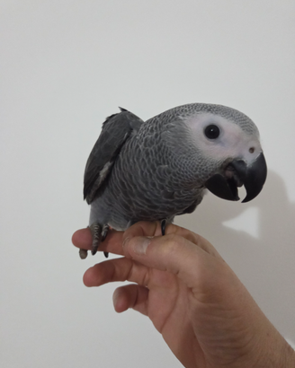 Pappagallo Cenerino coda rossa taglia doppia