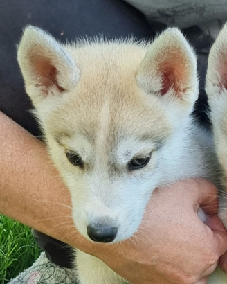 Cuccioli di SIBERIAN HUSKY