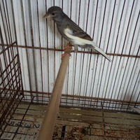 Canarini ardesia maschi